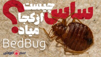 ساس چیست؟ و ساس از کجا میاد؟