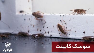 سوسک کابینت چیست؟ معرفی سم سوسک کش قوی کابینت